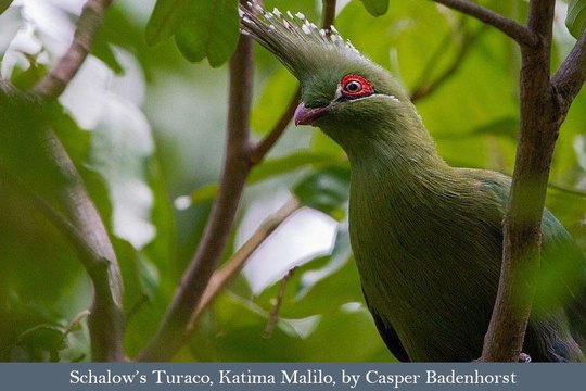 The stunning Schalow's Turaco