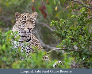 Focus on Predators: Kruger and Sabi Sand Safari