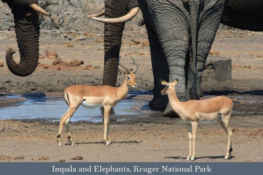 Impala and Elephants at a waterhole