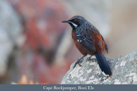 Cape Rockjumper, another Fynbos endemic