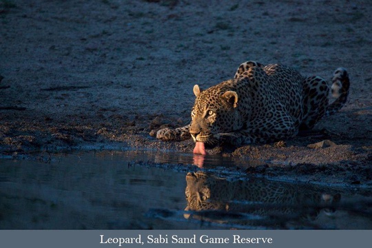 Leopard drinking at sundown