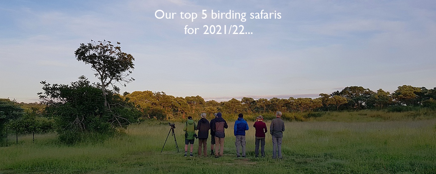 Birding in the Kruger National Park. 