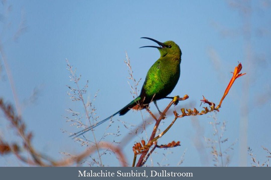 Malachite Sunbird, Dullstroom