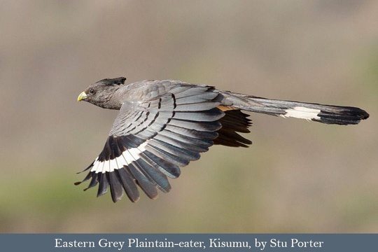 Eastern Grey Plantain-eater in flight