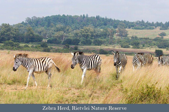 Zebras at Rietvlei, on the first day of the trip