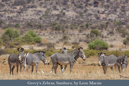 Grevy's Zebras in Samburu