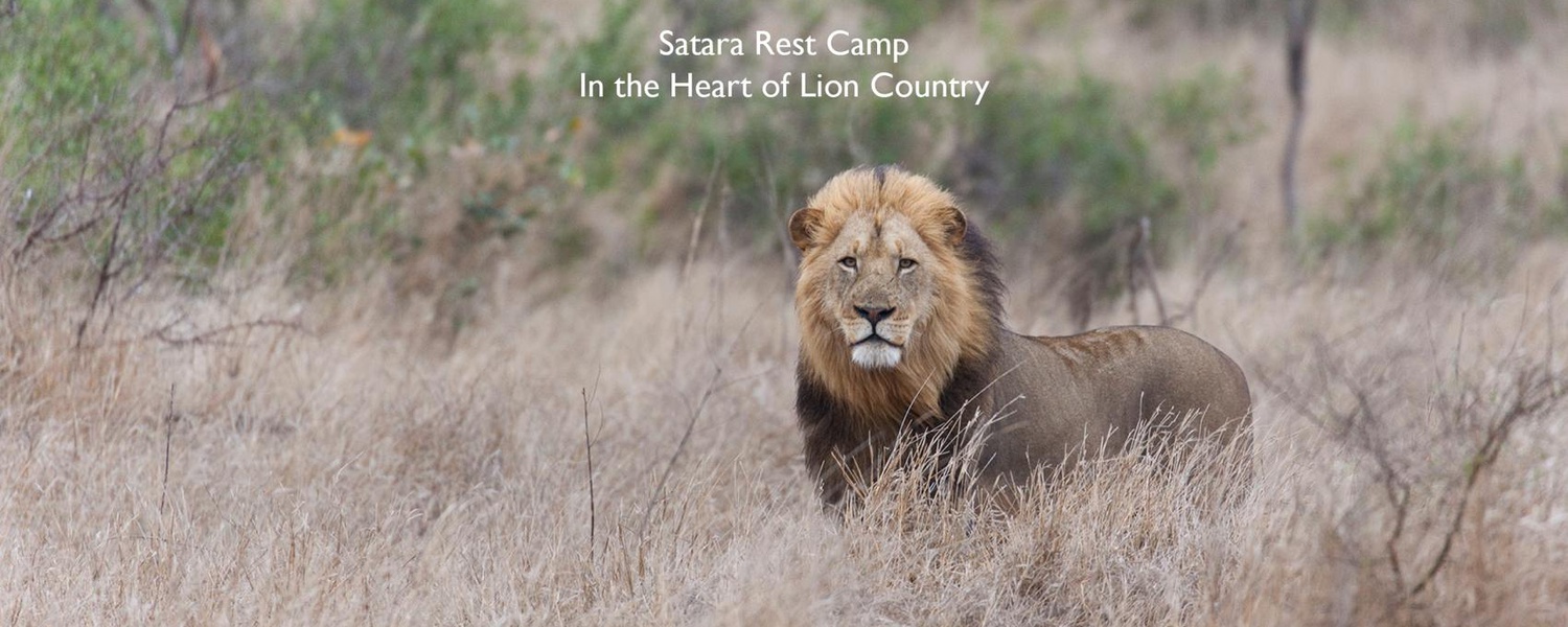 Lion near Satara, seen on a Lawson's safari tour