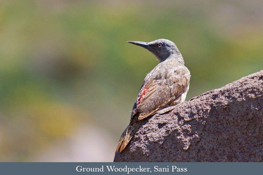 The endemic Ground Woodpecker