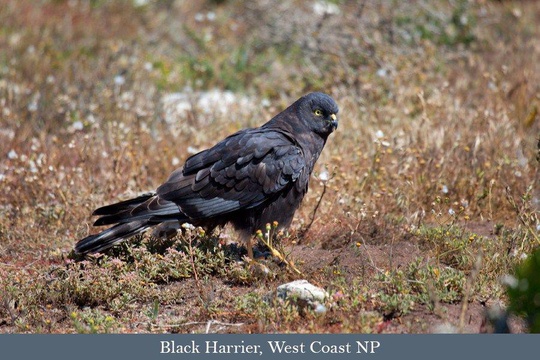 Black Harrier in Fynbos habitat