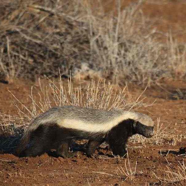 Honey Badger on the prowl near Satara