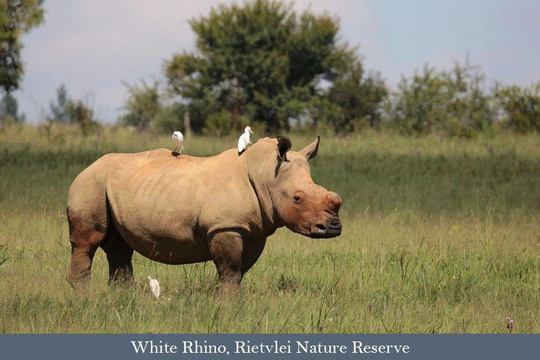 Southern White Rhino 