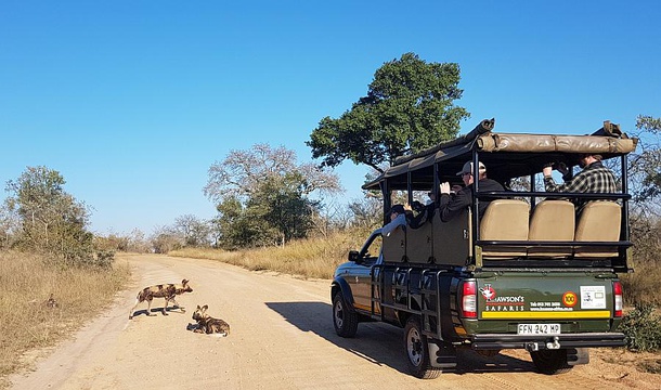 Viewing Wild Dogs on a day tour in Kruger. 