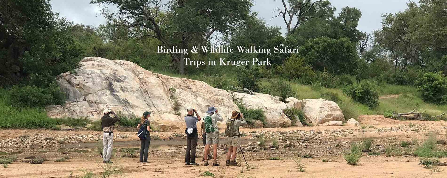 Birding and Wildlife Walking Safari Trips in Kruger Park