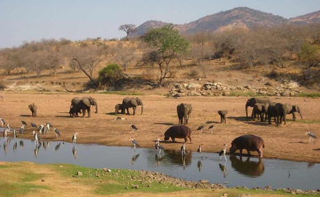Elephants, Hippo's and Marabou Storks, Ruaha National Park