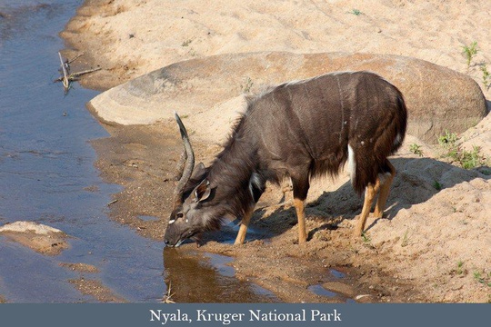 Nyala bull drinking from the Sabie River