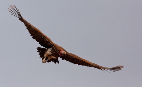Lappet-faced Vulture in flight