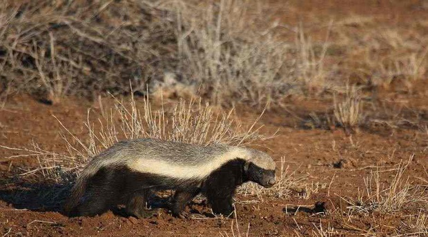 Honey Badger on the prowl near Satara