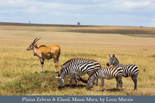 Zebra and Eland on the plains of the Masai Mara