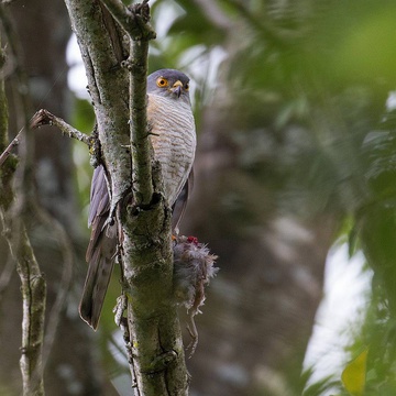Little Sparrowhawk and prey.