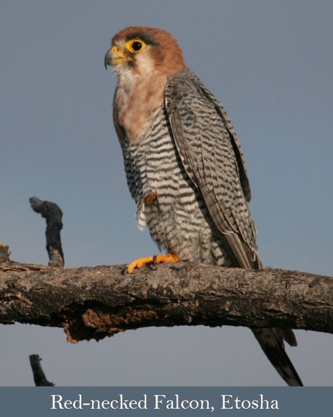 Red-necked Falcon, Etosha, Namibia. 