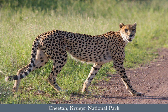 Cheetah seen in the Kruger Park