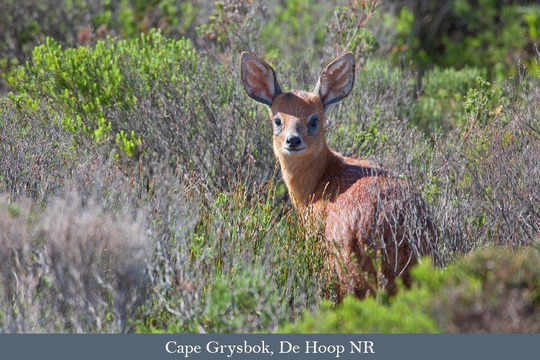 The daintly little Cape Grysbok