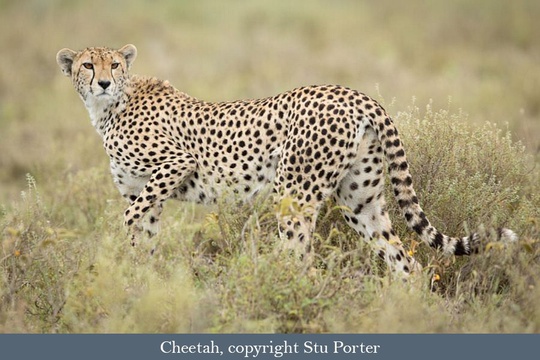 Cheetah at Ndutu