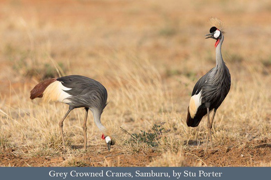 Grey Crowned Crane pair
