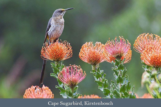 Cape Sugarbird, Kirstenbosch National Botanical Gardens