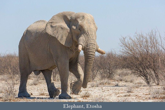 Elephant bull in Etosha
