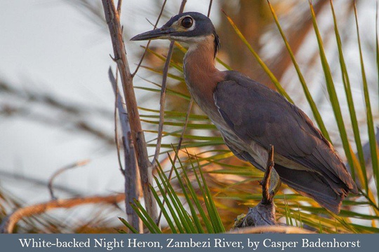 The usually nocturnal White-backed Night Heron