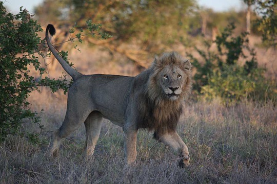King of the Satara plains - a male Lion in his prime