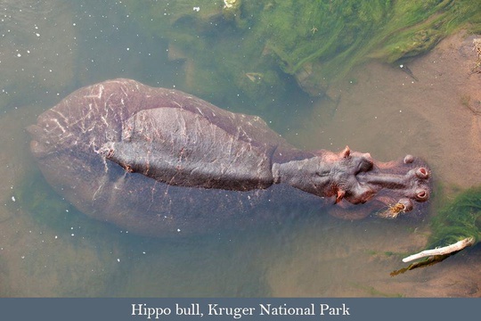 Hippopotamus seen from the Olifants River bridge