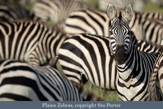 Zebra herd in the Serengeti