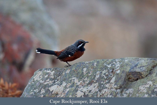 Cape Rockjumper, the top bird on the tour