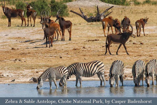 Sable and Zebra along the Chobe River